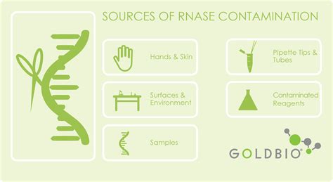 doees autoclaves kill rnases|how to prevent rnase contamination.